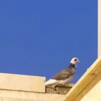 کبوتر|پرنده|شاهرود, |دیوار