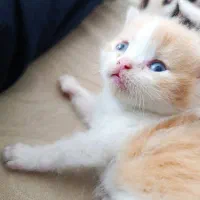بچه گربه پرشین اصیل و سالم
