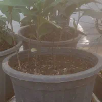 نهال یک ساله « چای »گلدانی|گل و گیاه طبیعی|املش, |دیوار