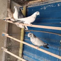 کبوتر فروشی شخصی ۵ عدد قیمت توافقی|پرنده|سمنان, |دیوار