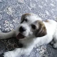 واگذاری یک قلاده سگ