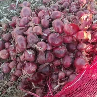 پیاز قرمز تازه  درجه1