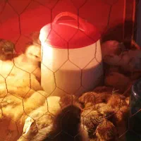 جوجه محلی چهل تاج کاکلی پاپر و گردن لخت|حیوانات مزرعه|شریف‌آباد, |دیوار