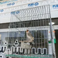 سهره کرمانی دارابی گل بلند خوشکل|پرنده|فسا, |دیوار