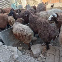 میش هترو دوقلو سه قلو زای بشرت ازمایش|حیوانات مزرعه|جوین, |دیوار