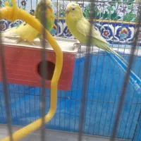 دوعدد مرغ عشق