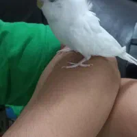 مرغ عشق پروانه ای