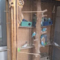 مرغ عشق با قفس|پرنده|فردیس, شهرک ارم|دیوار