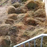 یونجه