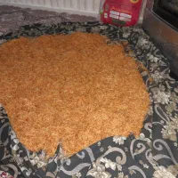 ریشه زعفران زرده طلایی|خدمات باغبانی و درختکاری|قوچان, |دیوار