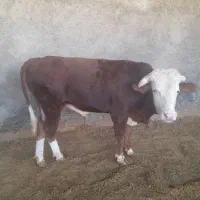 گوساله سیمینتال