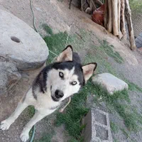 هاسگی نر و باهوش معاوضه|سگ|تربت جام, شهید غلام زاده|دیوار