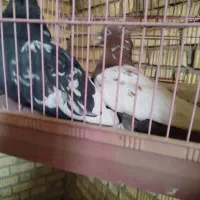 فروش هفت تا کفتر رنگی.معاوضه هم دارم