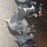 ۱۸ تا حیون یاغی شب وروز ندارن تو پرش