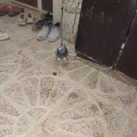 کبوتر|خزنده|ایجرود, |دیوار