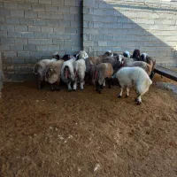 بره نر  به شرط بالا زنی|حیوانات مزرعه|سیدان, |دیوار
