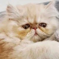 گربه پرشین ماده کرم نسکافه ای اصیل زیبا