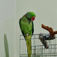 شاه طوطی|پرنده|شیراز, طلاب|دیوار