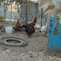 لاری|حیوانات مزرعه|مشگین شهر, |دیوار