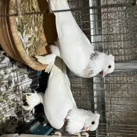 کبوتر طوقی سرور .کاکل پاپر