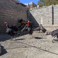 بوقلمون