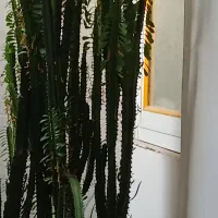 گل زیبا|گل و گیاه طبیعی|یاسوج, |دیوار