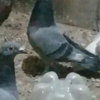 ۳نرکفتر|پرنده|نیمبلوک, |دیوار