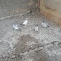 کبوتر کاشونی|پرنده|اصفهان, ارغوانیه|دیوار