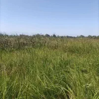 فروش زمین باغی 725 متررشت روستای طرازکوه(نسق)|فروش زمین و ملک کلنگی|رشت, پسیخان|دیوار
