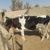 یک راس گوساله ماده شیری.یک راس گاو شیری|حیوانات مزرعه|اصفهان, لیمجیر|دیوار