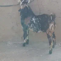 بزغاله|حیوانات مزرعه|کنگاور, |دیوار