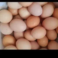 تخم مرغ خانگی