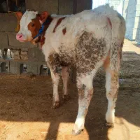 دوراس گوساله سوپر جنس نر و ماده از گاو تلیسه