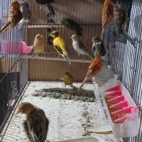 قناری نر و ماده