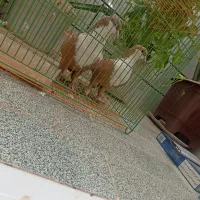 کبوتر کرواتی زرد زاددار|پرنده|مه ولات, |دیوار