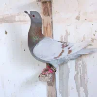 کفتر صید ۷تا