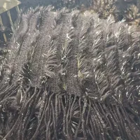 شال بافت نوسالم