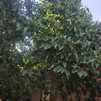 شاه توت عالی کوهستانی|خدمات باغبانی و درختکاری|کرج, عظیمیه|دیوار