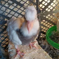 کفتر یا کبوتر|پرنده|محمدشهر, یزدیها|دیوار