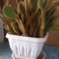 کاکتوس بزرگ