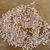 جودیم بذری سرارود،گوگرد،گندم بذری،تریپل،|خدمات باغبانی و درختکاری|کنگاور, |دیوار