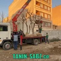 جابجایی درخت با تیم متخصص پیمانکارشهرداری تهران
