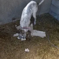 واگزاری سگ|سگ|سقز, |دیوار