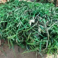 خرید فروش تسمه پت وپپه گونی نخی و پلاستیکی