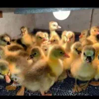 فروش جوجه غاز عمده