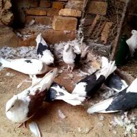 کبوتر پشت سیاه کاکل|پرنده|مهریز, |دیوار