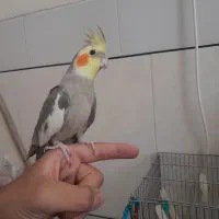 عروس.هلندی آهویی|پرنده|اردستان, |دیوار