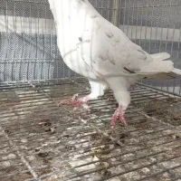 کبوتر زینتی تزئینی قره سوری سفید|پرنده|اصفهان, سرشبادران|دیوار