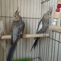 عروس باهوش