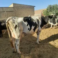 گاو پرشیر بدون گوساله|حیوانات مزرعه|بروجن, |دیوار